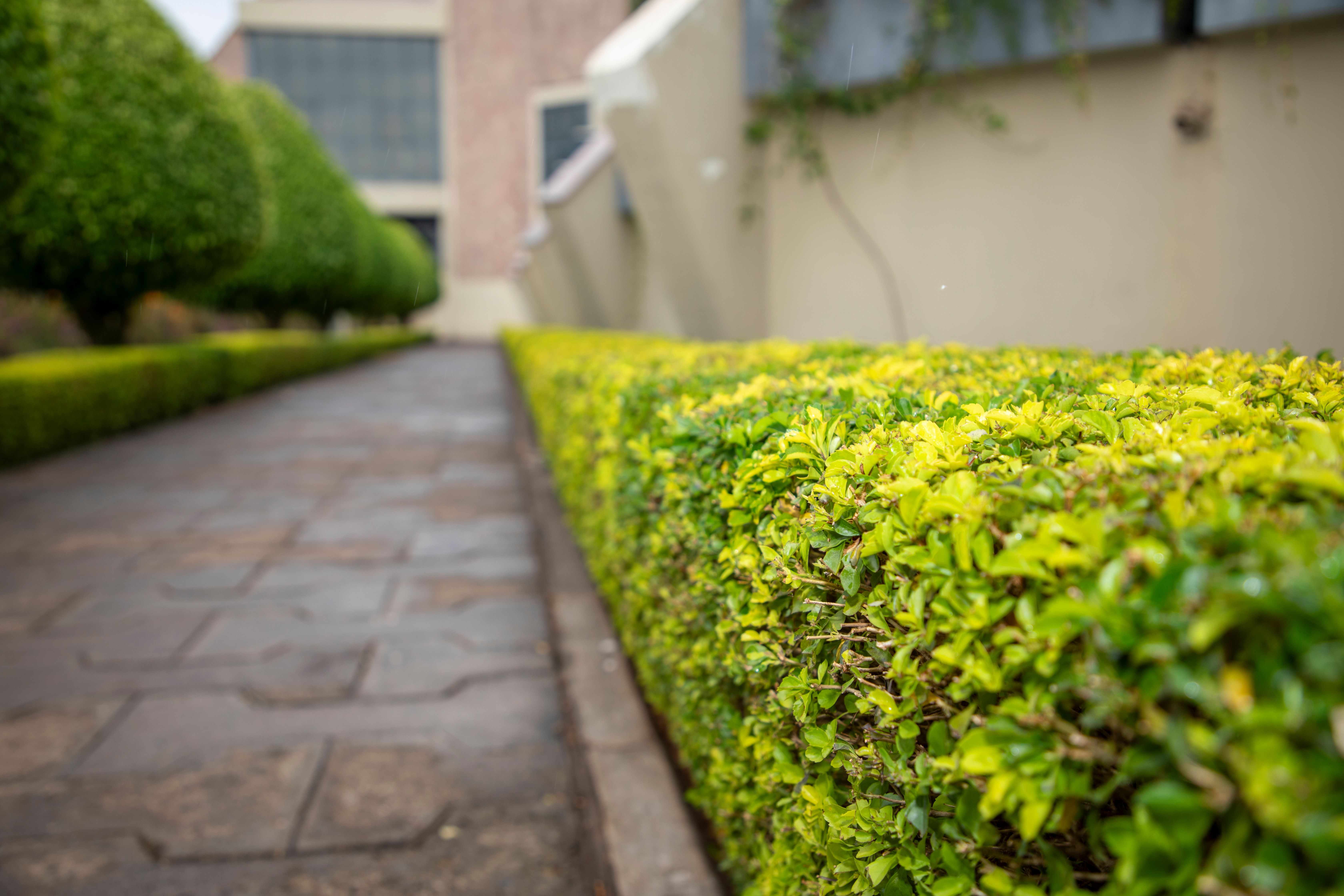 Hedge Trimming